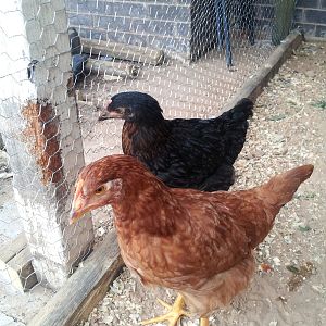 Judah and Jasmine (BSL & Production Red)
