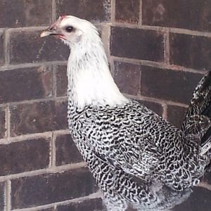 Othello (Silver Campine)