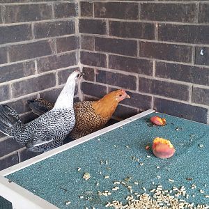 Othello and Amber (Silver Campine & Sicilian Buttercup)