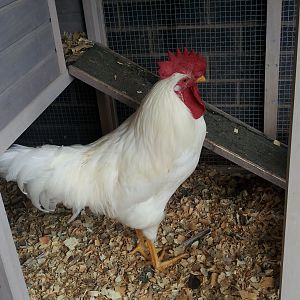Sunny (Leghorn)
