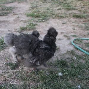 blue cockerel prospect
Sept 2012