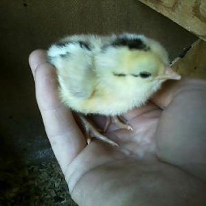 Sugar Baby's baby hatched 9-10-12  all 3 hatched under a RIR Lil Lady