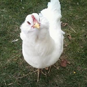 Cotton, my white Easter Egger @ around 30 weeks.