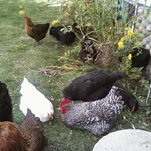 My boy Blue and his flock.