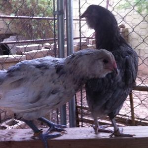 Pricilla and Bluebelle the young Ameraucana pullets.