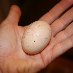First egg - laid 9/7/2012