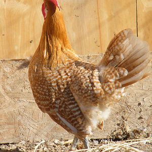 Fabien, one of my Chamois roosters