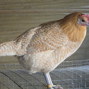 Melody, my other Chamois hen