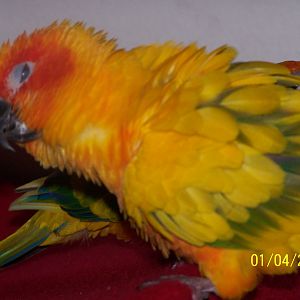 Mango in mid feather shake