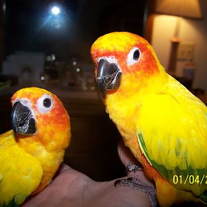 pineapple [left] and mango [right]