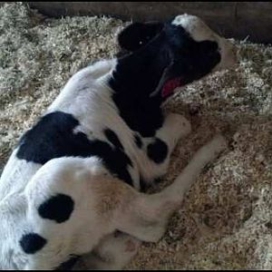 You know you are pure country when you get a calf for your Birthday and you are ecstatic. This is Annie our furture family milk cow.