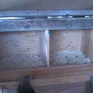 Nesting boxes with outside access