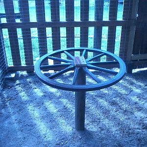 Wagon wheel roost.
