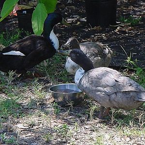 The first visitors.