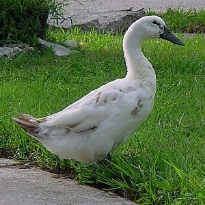 The wandering female.