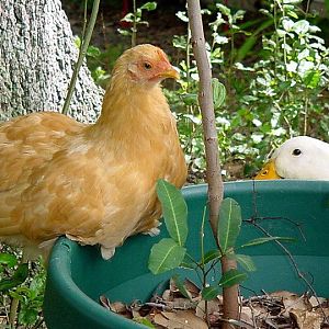 Rufflefluff and one of the neighbor's Pekins.