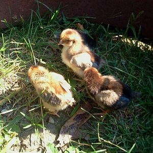 swedish flower chicks for sale