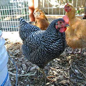 Thug, Plymouth Barred Rock, 19 weeks
