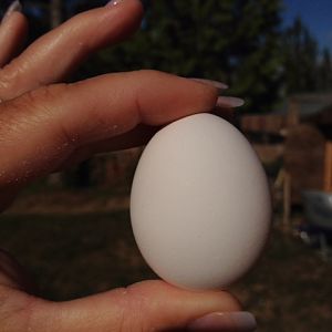 1st egg from my spring chicks! Leghorn :0)