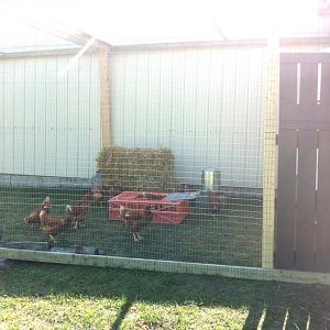 10 Red Sexlinks bought from Frey's Hatchery in Ontario, CA