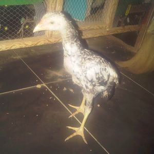 Aseel male chick 10 inch tall of a 3 month