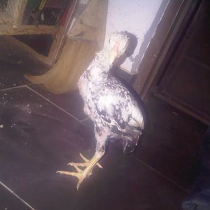 Aseel male chick