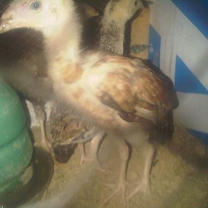 Aseel female chicks