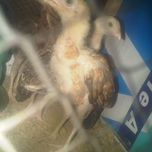 two female Aseel chicks