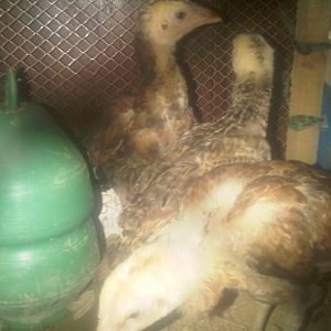 two female one male Aseel chicks