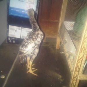 aseel male chick