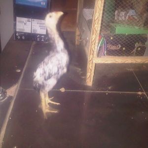 Aseel male chick