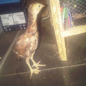 Aseel Male chick