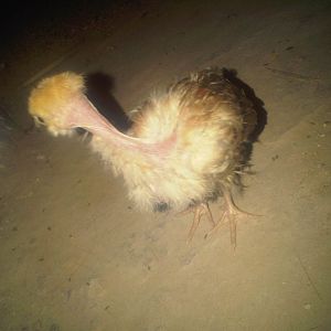 Naked Neck chick