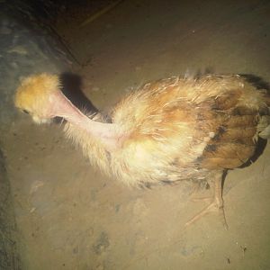 Naked neck chick