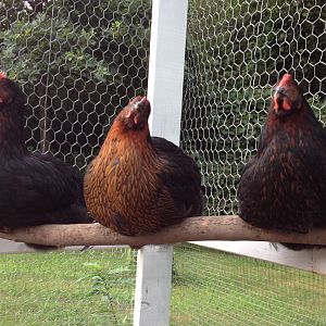 Black Sex- linked hens