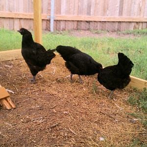3 beautiful purebred Ameraucana pullets/hens they are" PIPS & PEEPS " line of show quality Ameraucana.