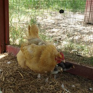 Ginger with chicks