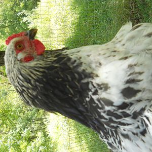rare Brahma roo