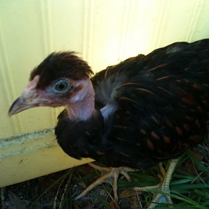 Our Turken, Excellent.  She got fowl pox right after we got her but no one else did.  She is so sweet and just getting reintegrated in to the flock.