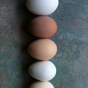 One egg from each laying hen.  They came from Oprah, Cluckita, Chicken LIttle, Afro-Ninja and Stormy.
