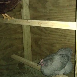 the girls first night in their new house.