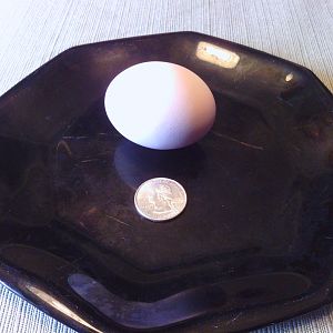 September  16th, 2012...our first egg!  :-)