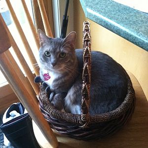 Lilly in my egg basket