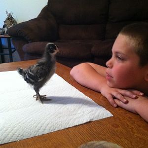 My son with the baby chick he claimed as his. As it got bigger it became mine. Go figure!
