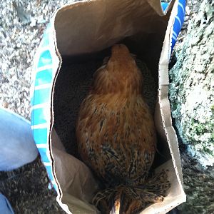 This is Oddball. She was our crooked beak easter egger.  We did what we could for her so she could eat. She would hop into the feed bag so she could dig in!  Also, so she could eat without being picked on.