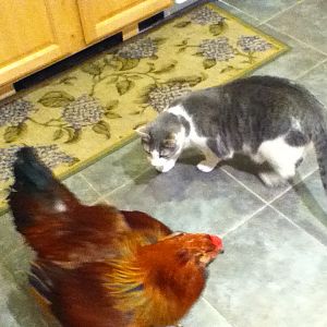 Chirp (rooster) and  Smeagol.
 Chirp came into the house on a daily bases. Never bothered the cats at all.
Would take on a fox thou without hesitation! At least 2 that I knew of.
RIP my forever friend.
