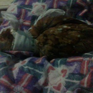 here i was trying to do the nurseing to her nake by warpping hard paper round her nake without hurting her.
Am i doing the right thing ?
I need your help plz.
