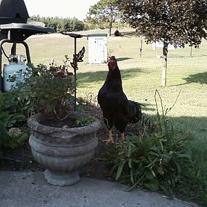 Percy, perfecting his crow in the garden.