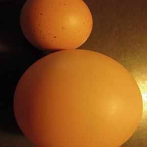 Small egg pictured w/ regular sized egg
