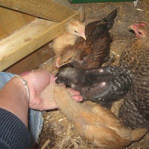 5 wks old - feeding time